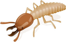 termite inspection professionals