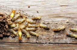 termite inspection in san diego