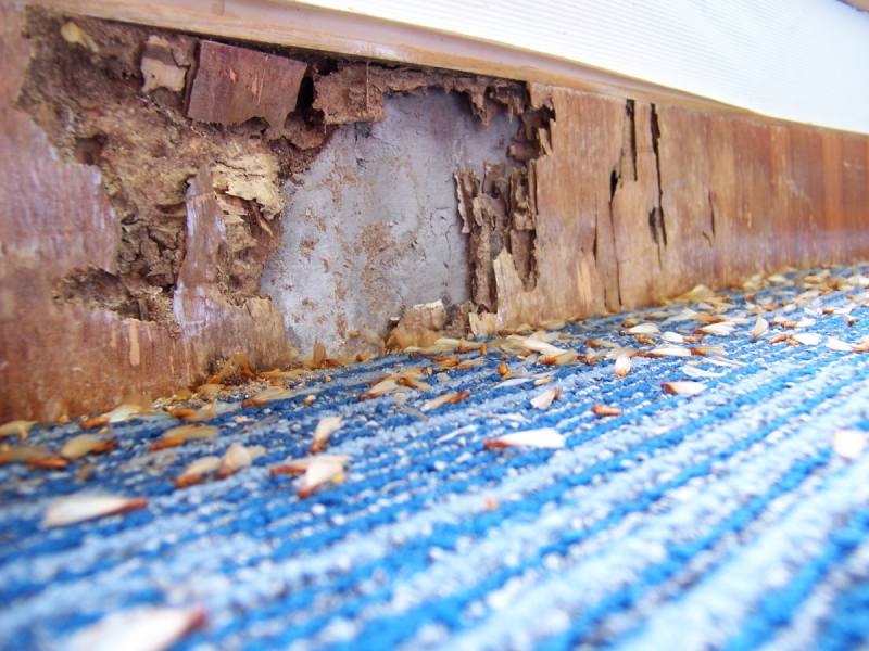 Are Termites Active Year-Round? Understanding Termite Lifespan, Behavior, and Winter Risks