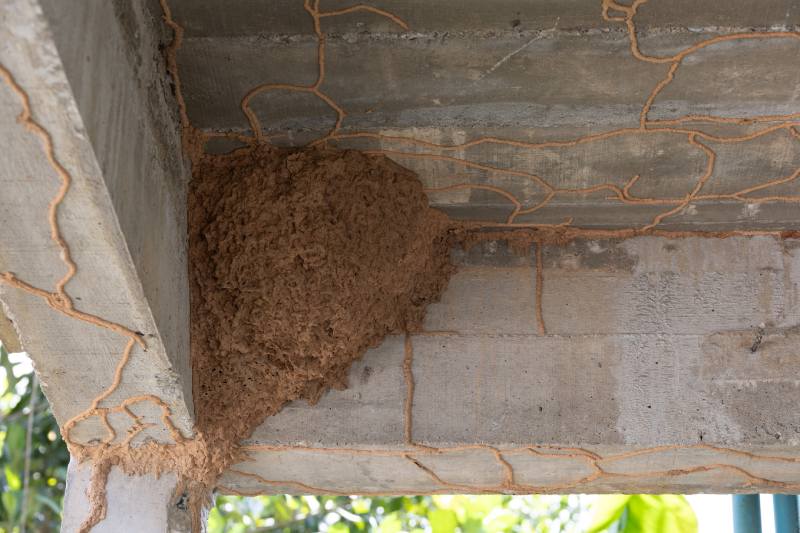 best home termite treatment